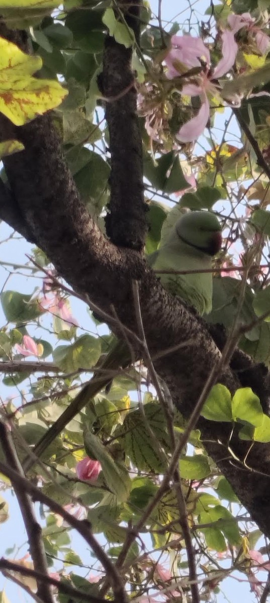 Perruche à collier - ML646511195