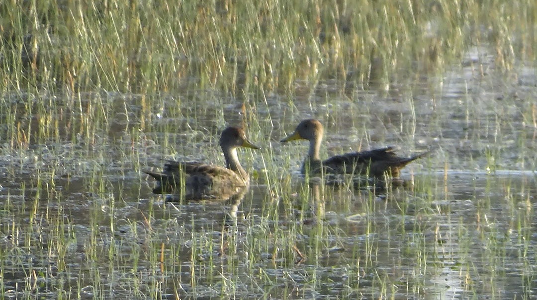 Желтоклювая шилохвость - ML646511196