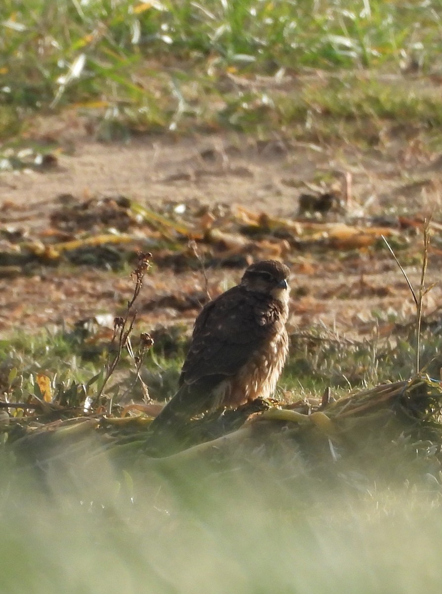 Merlin - ML646511197