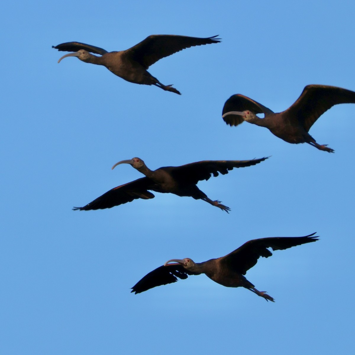 White-faced Ibis - ML646511204