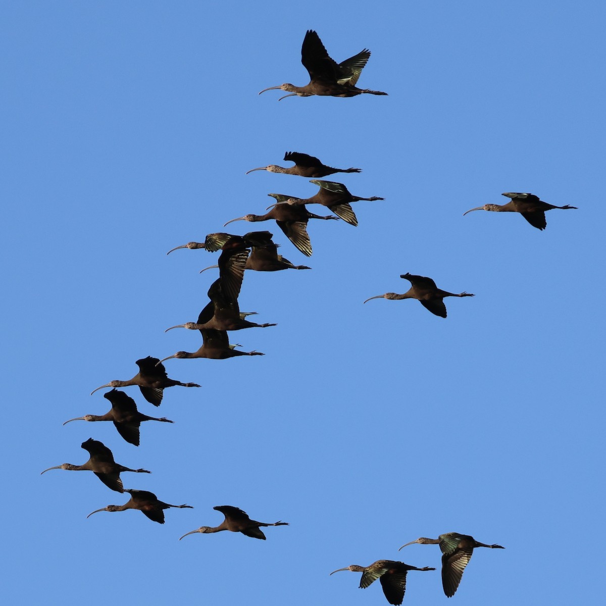 White-faced Ibis - ML646511205