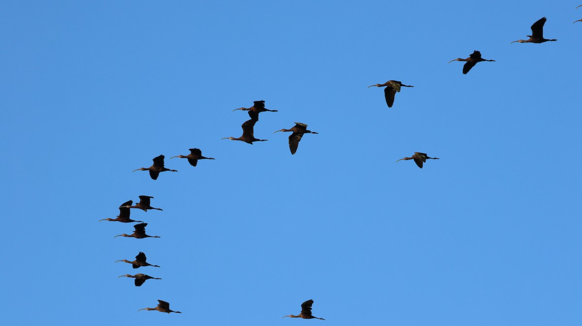 White-faced Ibis - ML646511207
