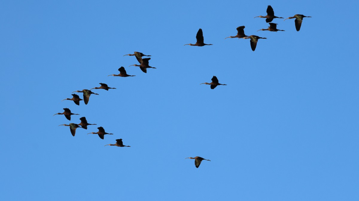 White-faced Ibis - ML646511208
