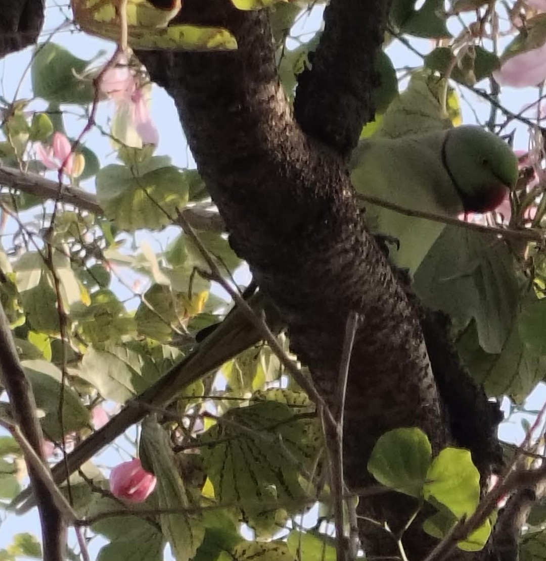 Perruche à collier - ML646511209