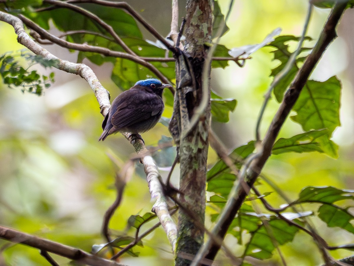 Blue-capped Manakin - ML646511211