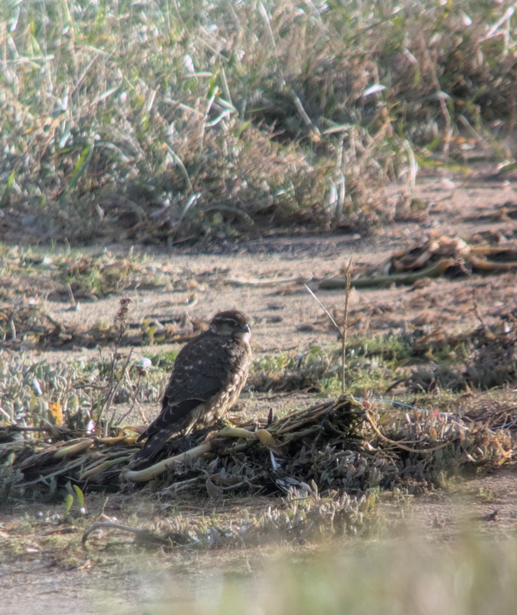 Merlin - ML646511213