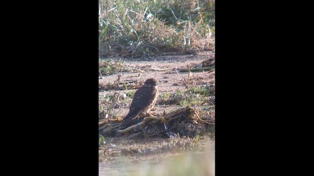 Boz Doğan - ML646511218