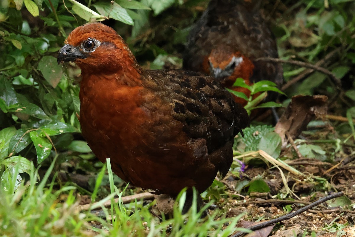 Chestnut Wood-Quail - ML646511219
