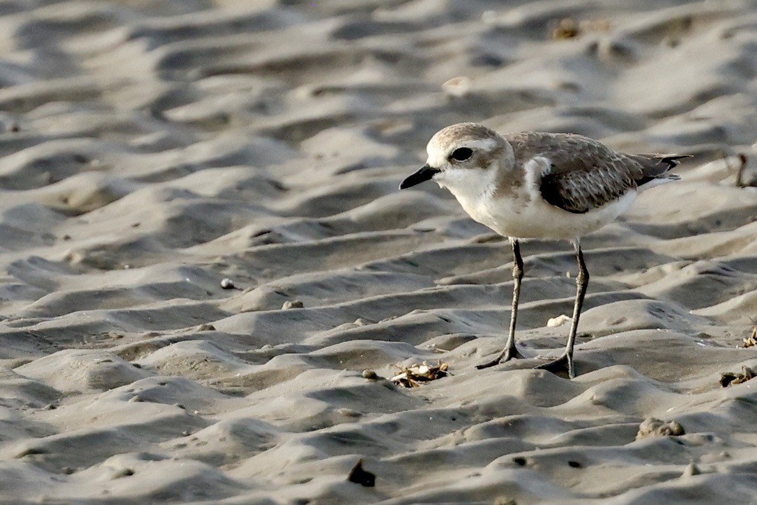 Pluvier du Tibet - ML646511221