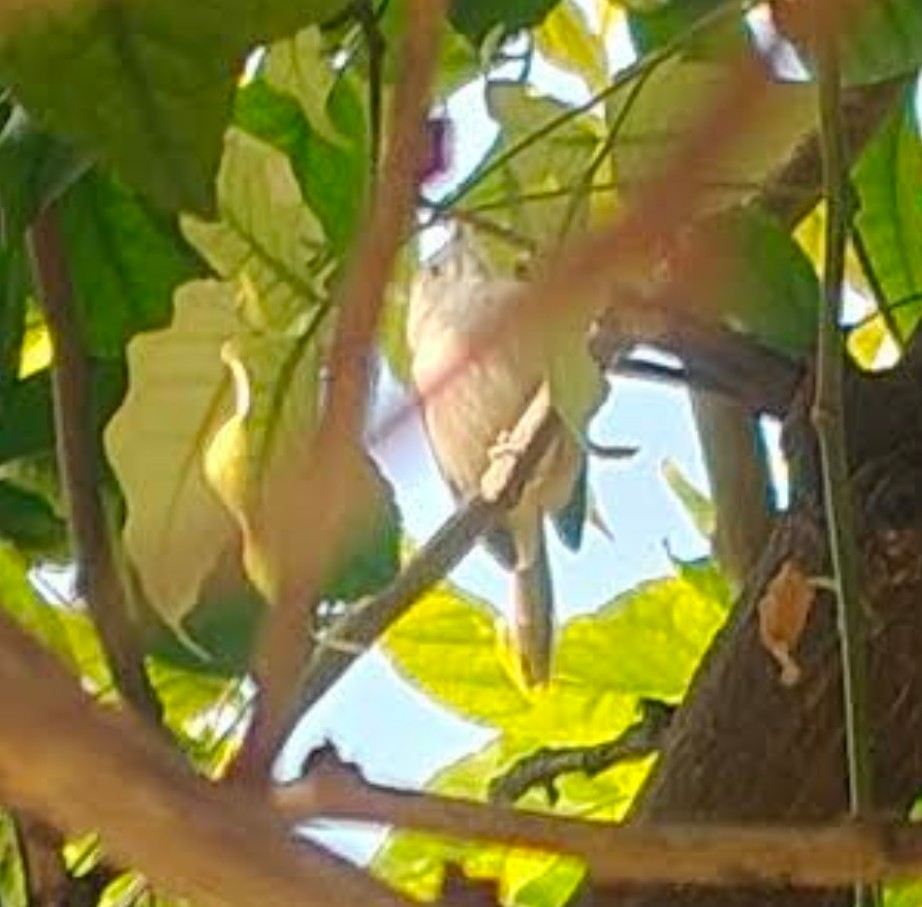 Couturière à longue queue - ML646511222