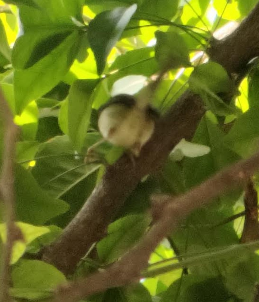 Couturière à longue queue - ML646511223