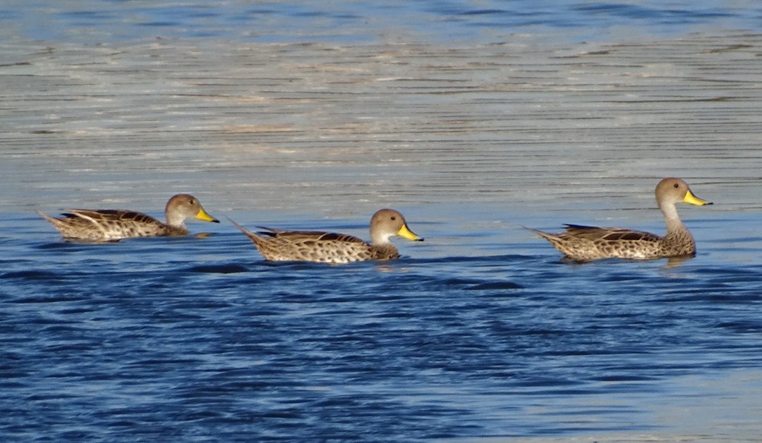 Желтоклювая шилохвость - ML646511226