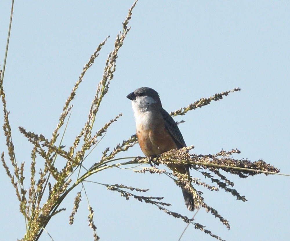 Marsh Seedeater - ML646511227