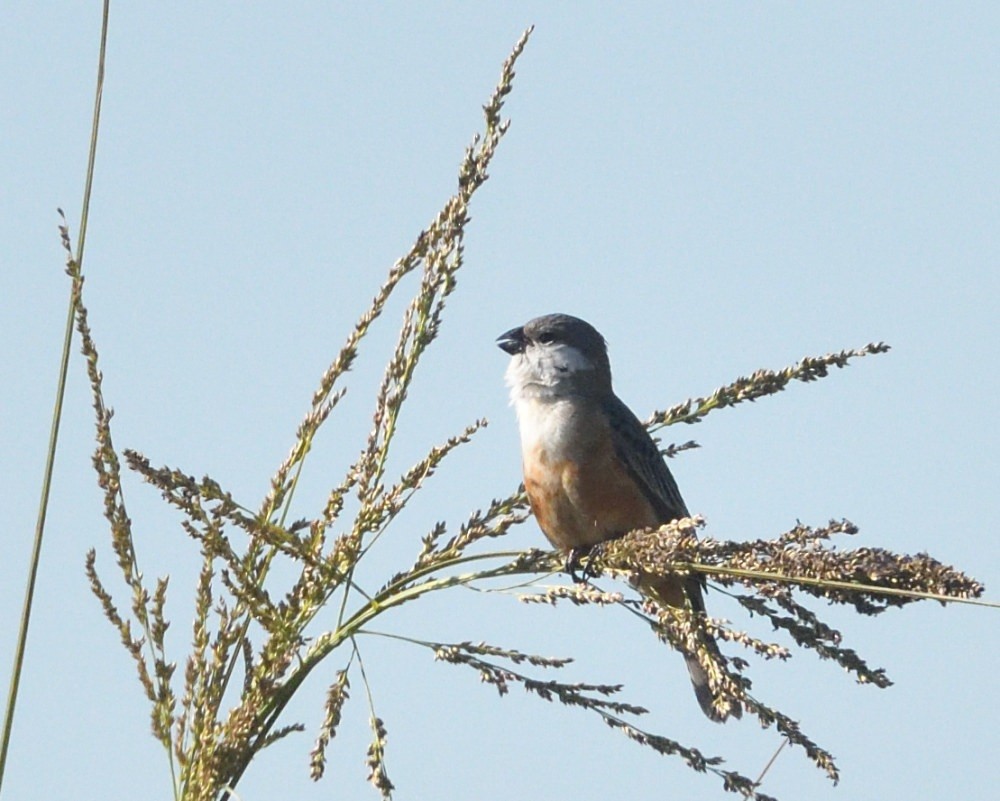 Marsh Seedeater - ML646511228