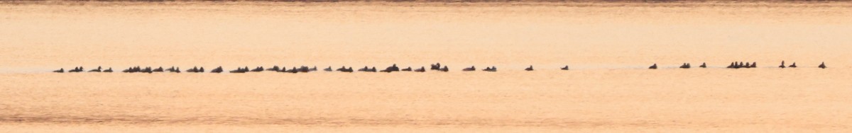 コスズガモ - ML646511229