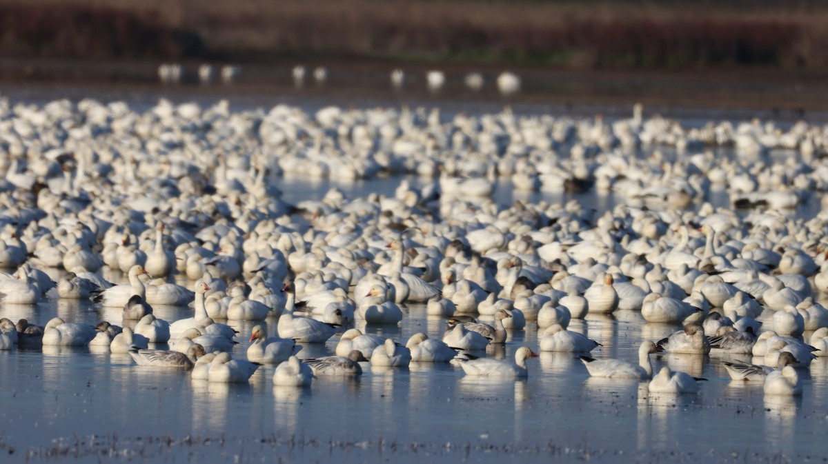 Snow Goose - ML646511230