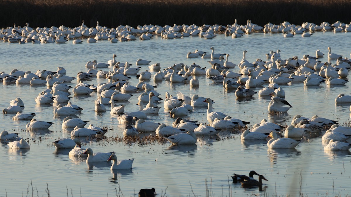 Snow Goose - ML646511231