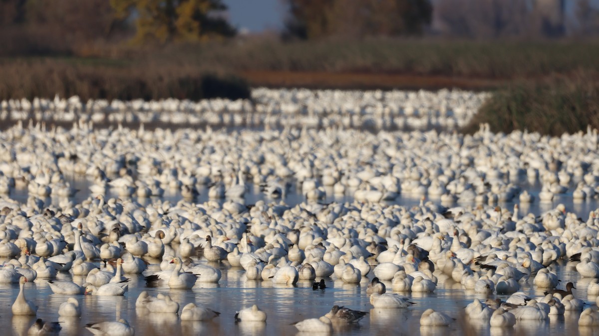 Snow Goose - ML646511232