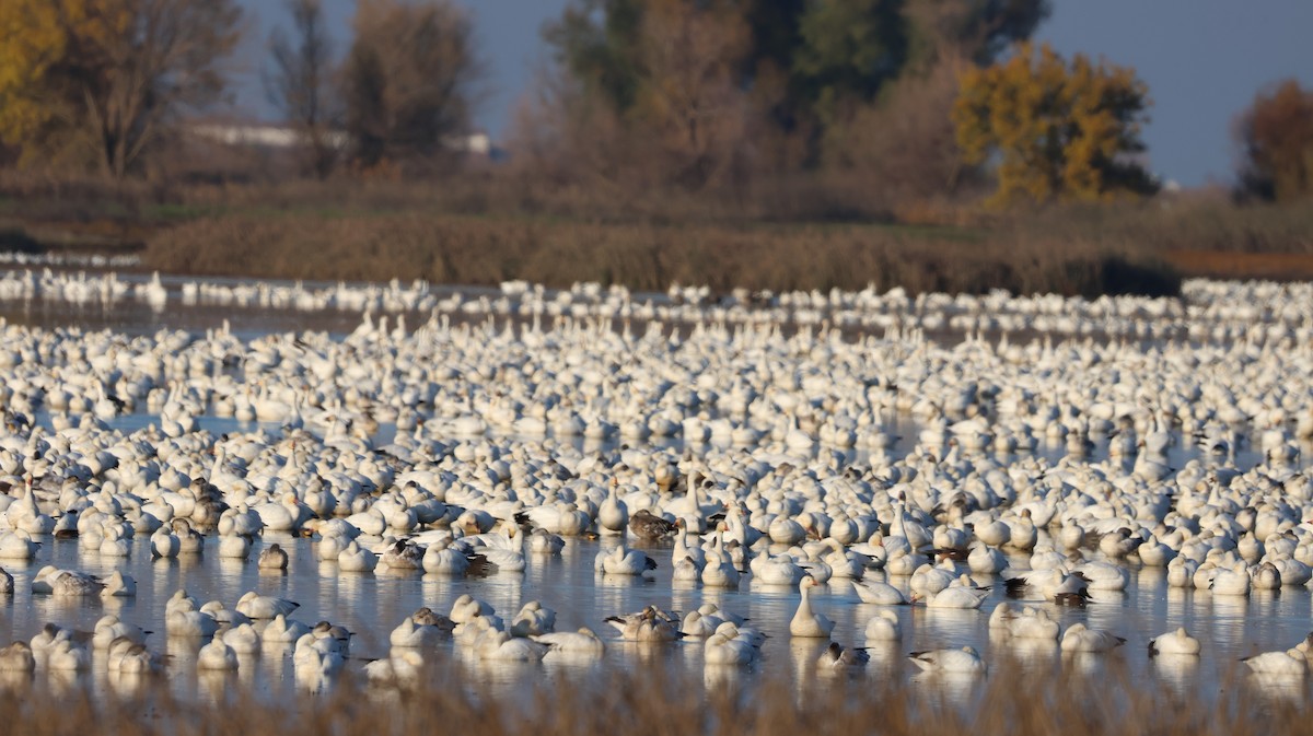 Snow Goose - ML646511234