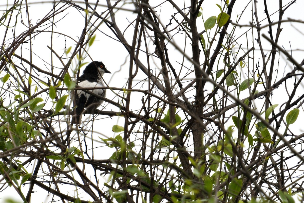 Black-backed Puffback - ML646511240