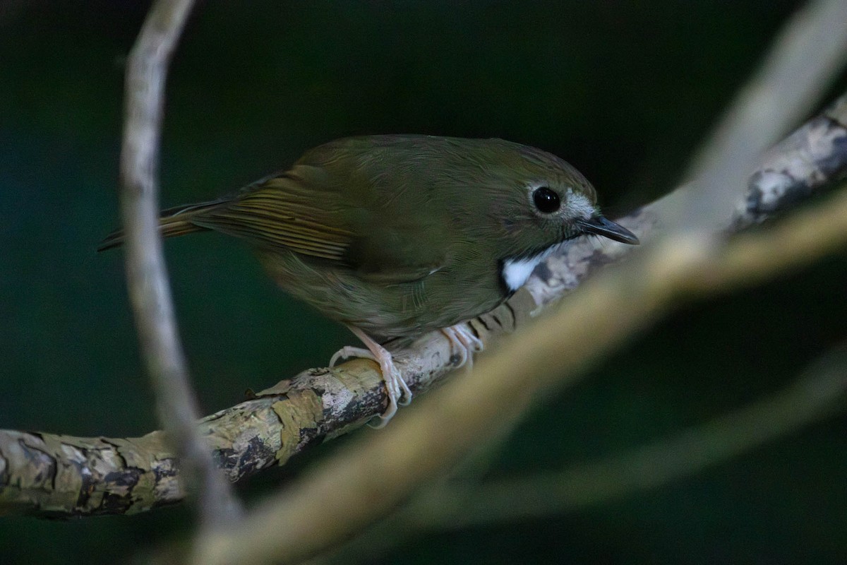 White-gorgeted Flycatcher - ML646511241