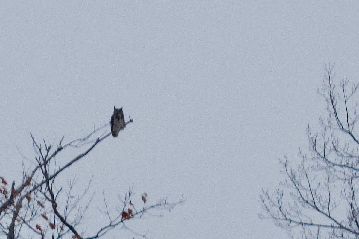 Great Horned Owl - ML646511242