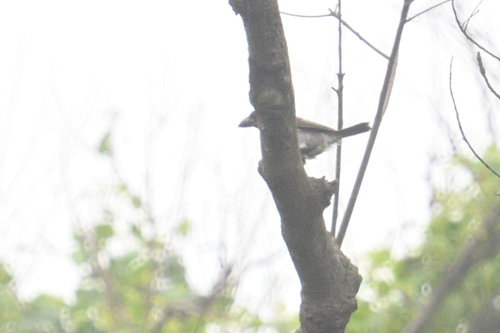 Black-collared Barbet - ML646511243
