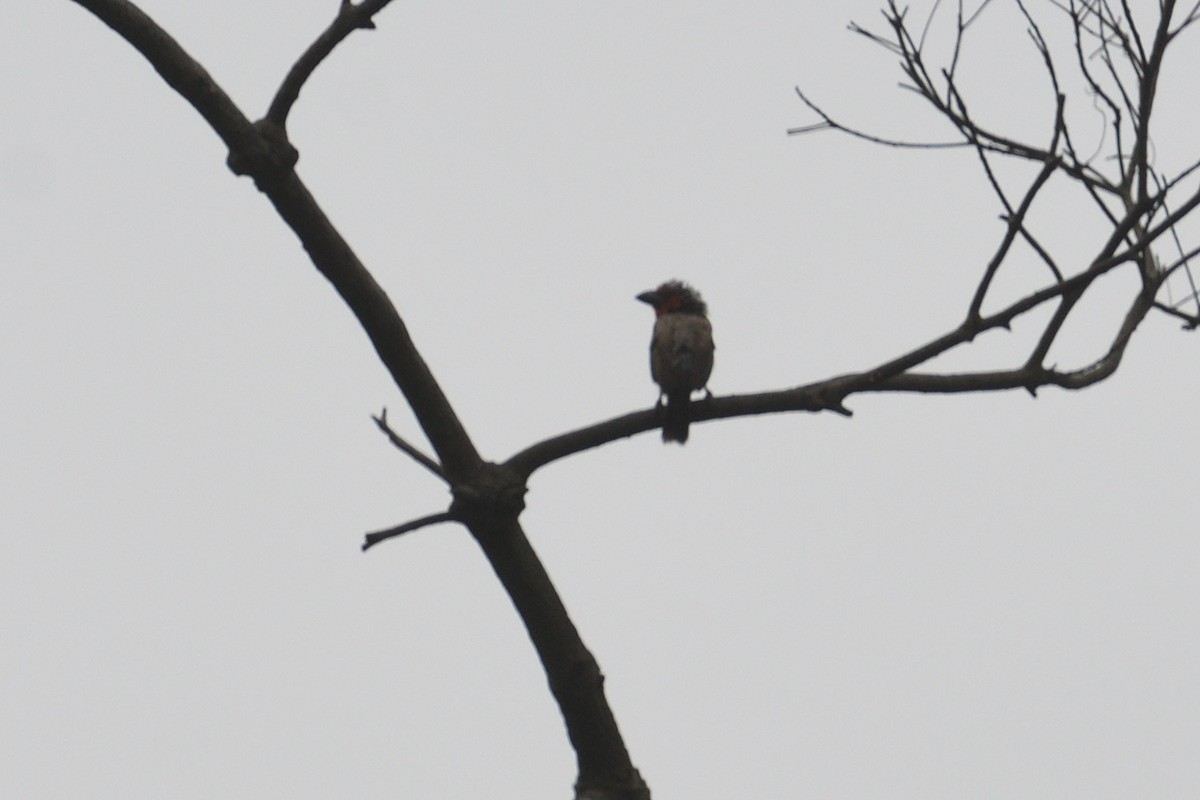 Black-collared Barbet - ML646511244