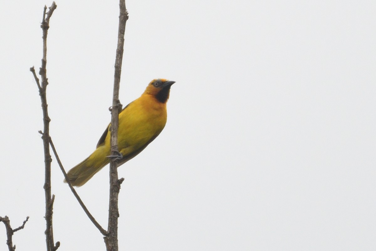 Spectacled Weaver - ML646511246