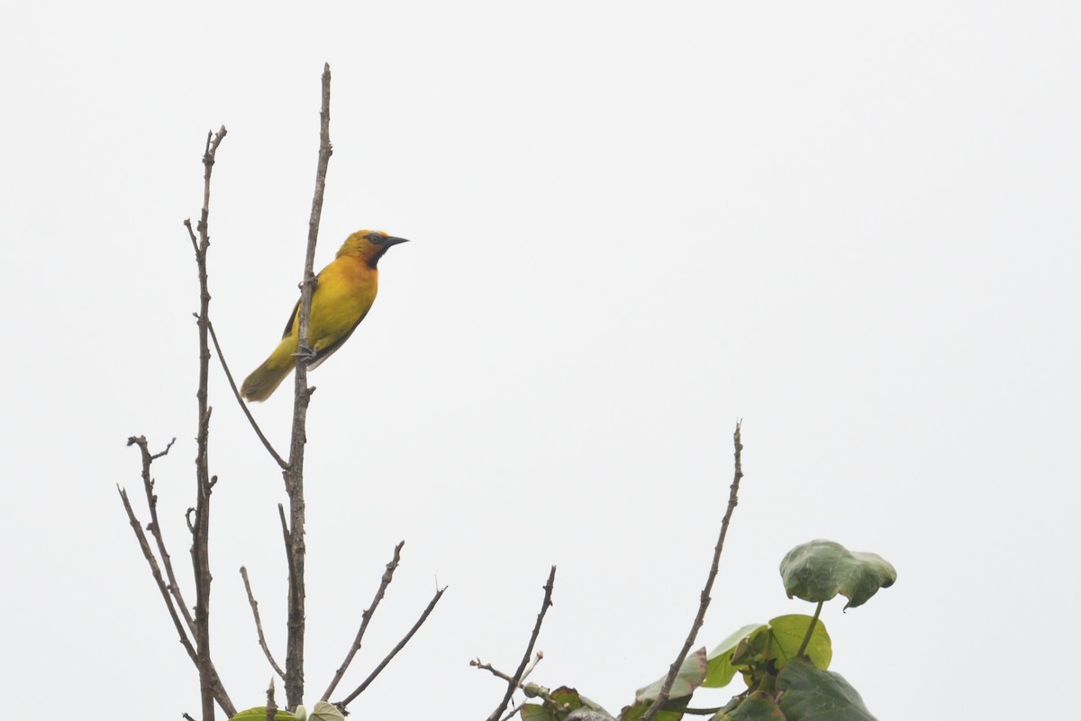 Spectacled Weaver - ML646511247