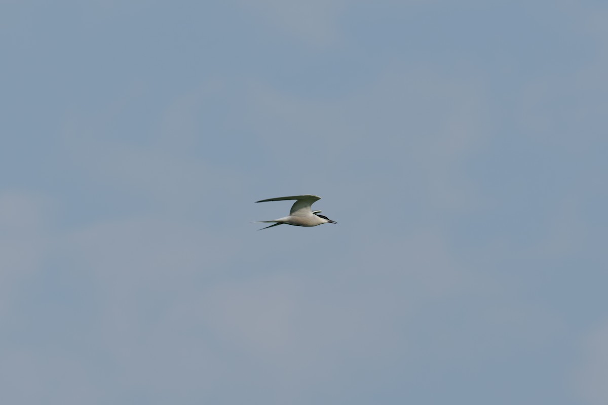 Речная крачка - ML646511250