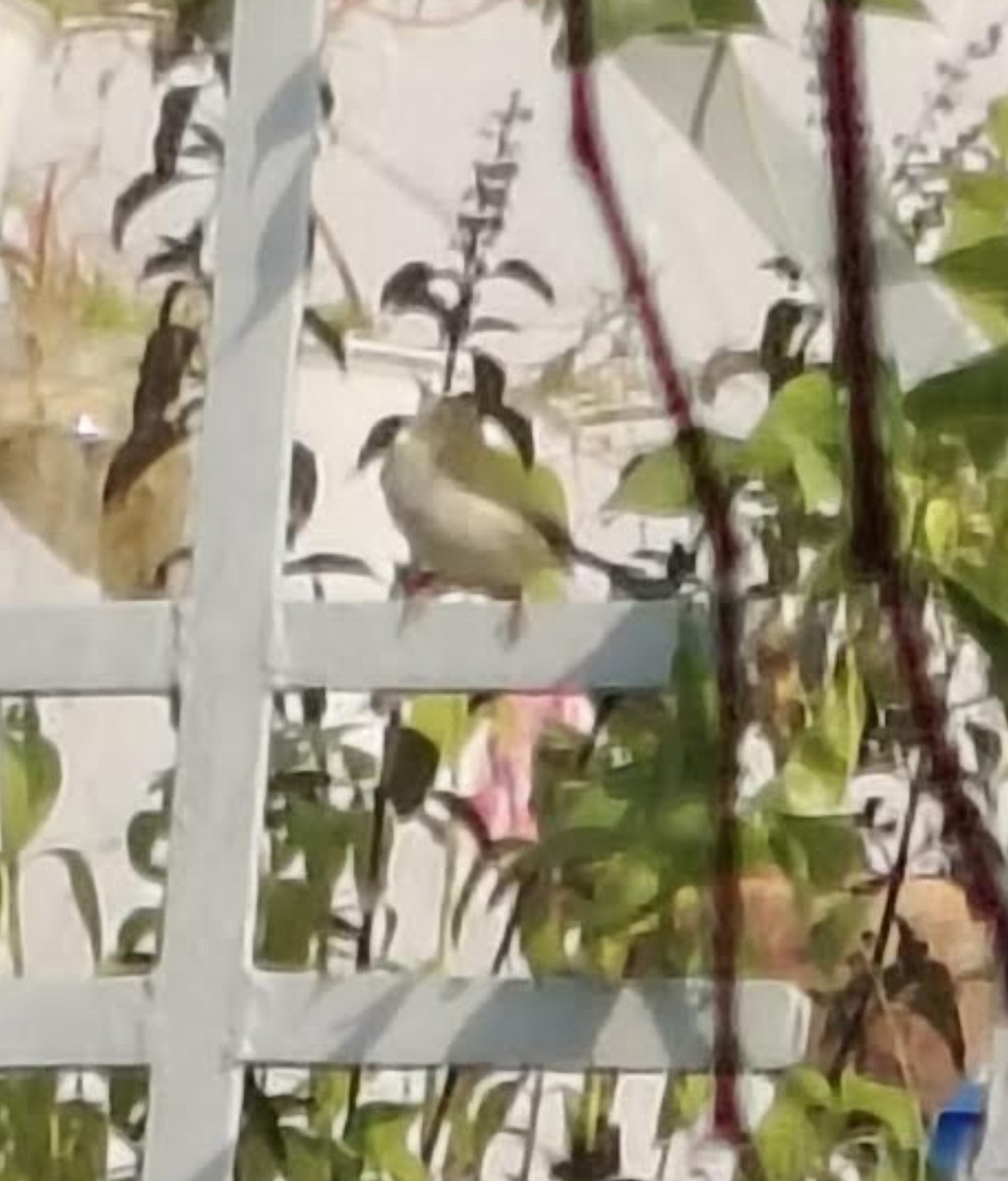 Couturière à longue queue - ML646511252