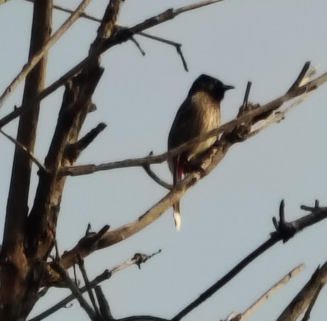 Bulbul à ventre rouge - ML646511258