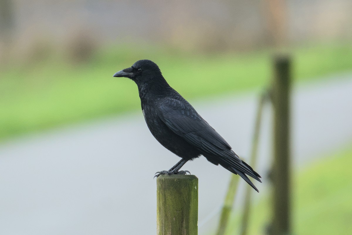 Carrion Crow - ML646511259