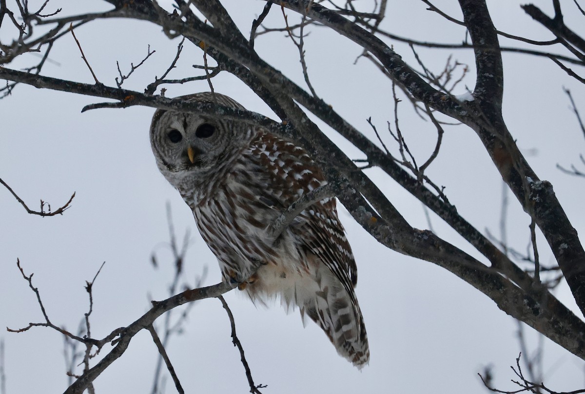 Barred Owl - ML646511260