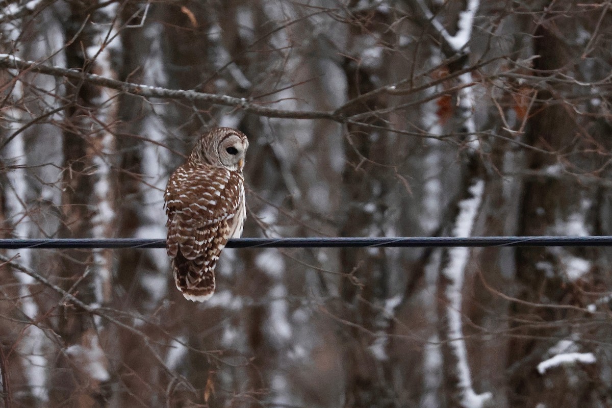 Barred Owl - ML646511261