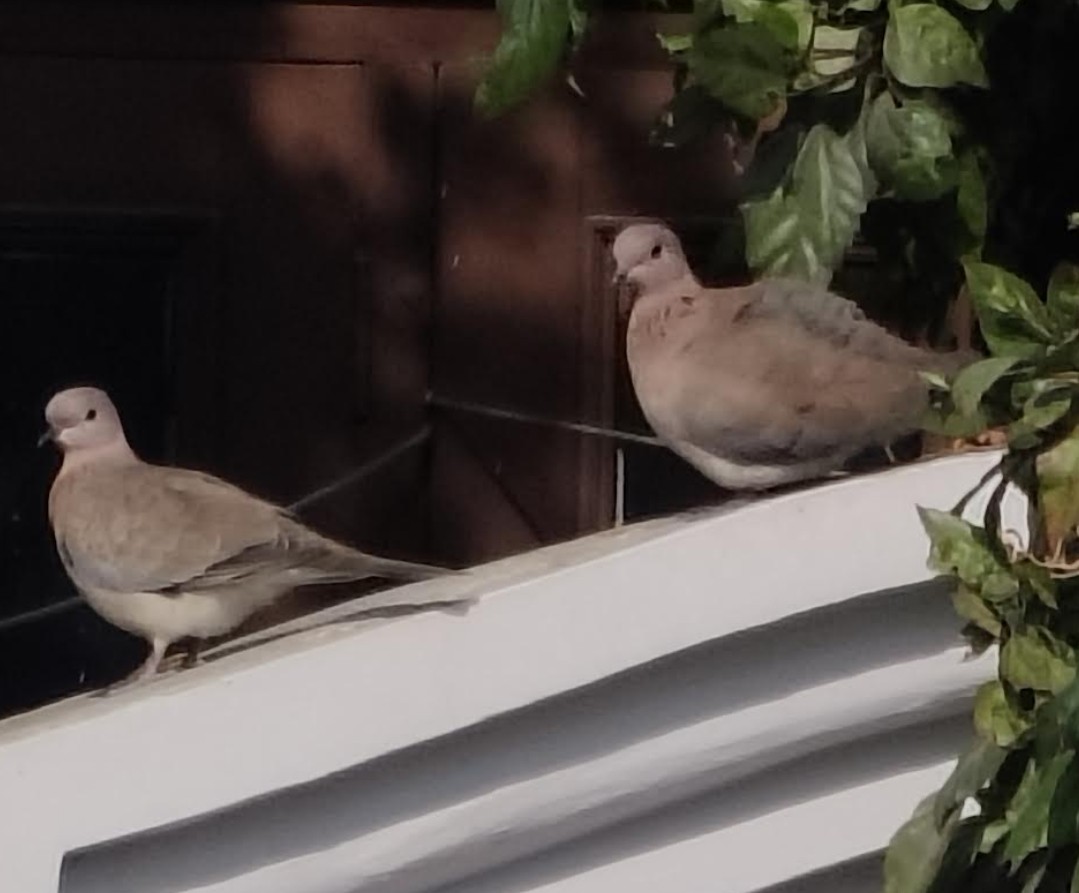 Tourterelle maillée - ML646511266