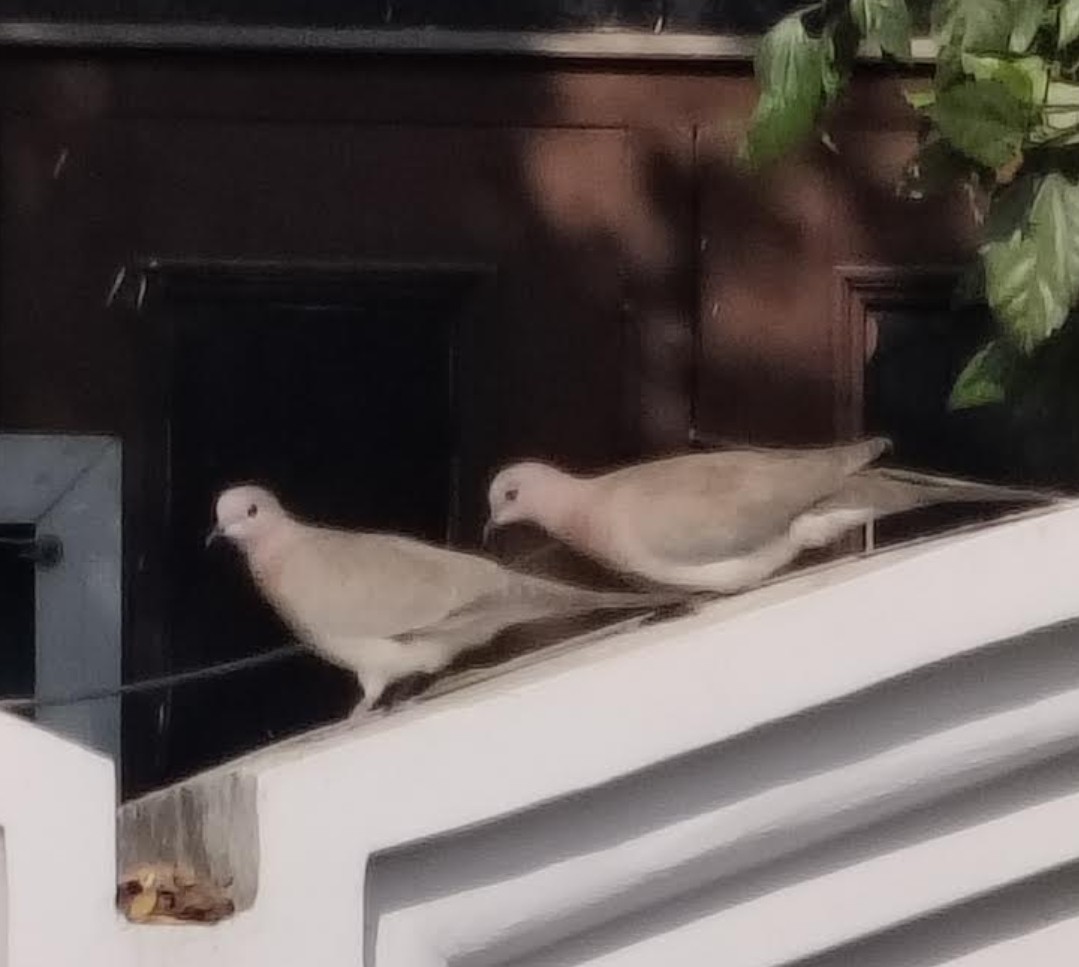 Tourterelle maillée - ML646511267