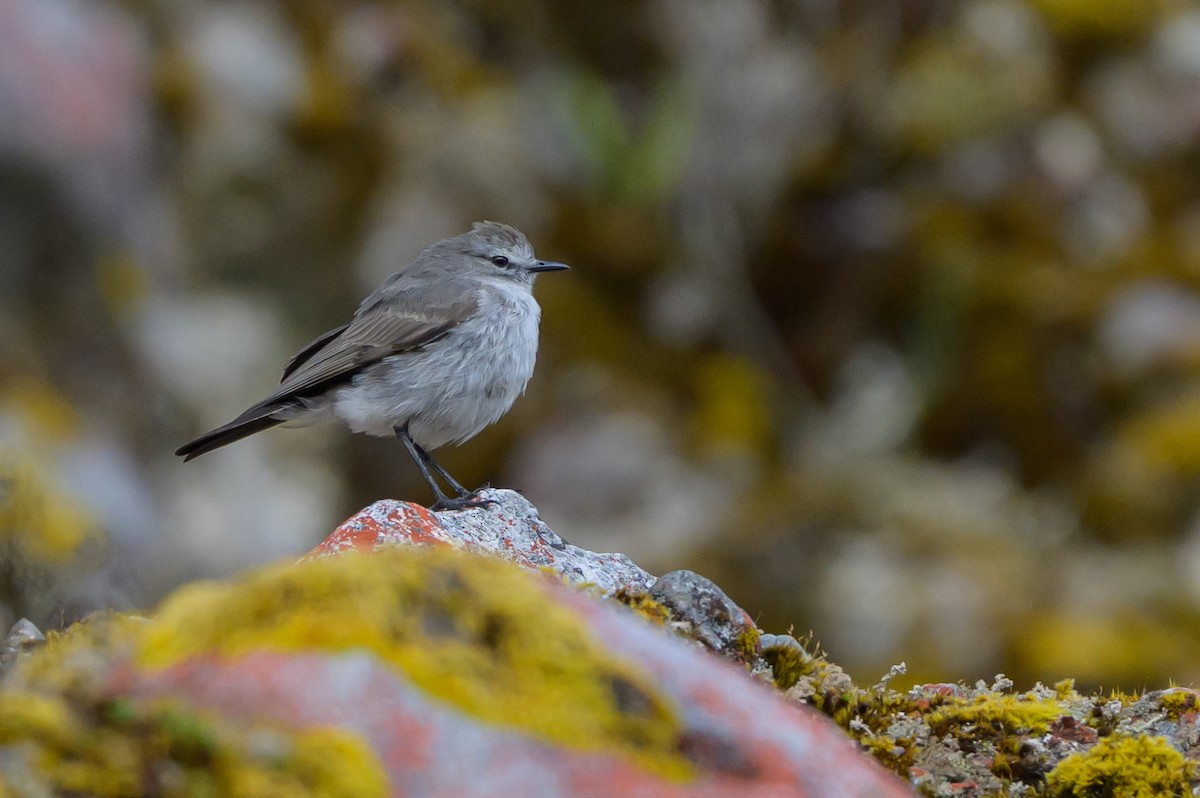 Plain-capped Ground-Tyrant - ML646511270