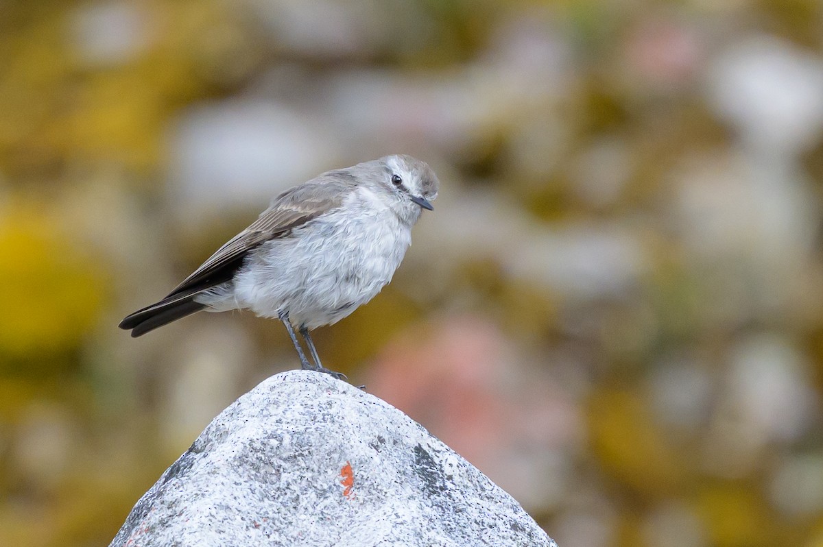 Plain-capped Ground-Tyrant - ML646511271