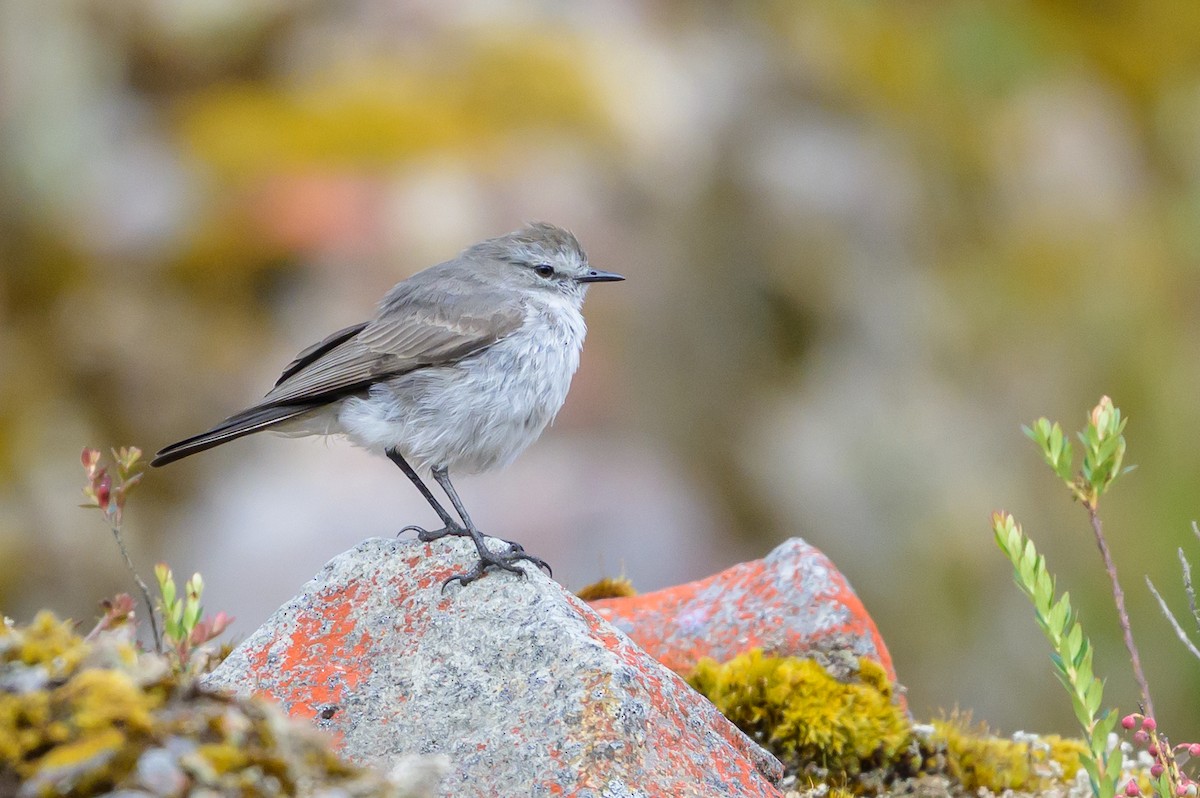 Plain-capped Ground-Tyrant - ML646511272