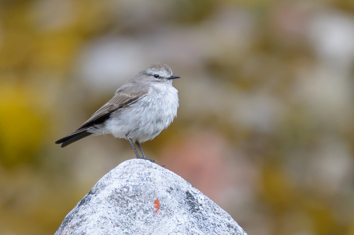 Plain-capped Ground-Tyrant - ML646511273