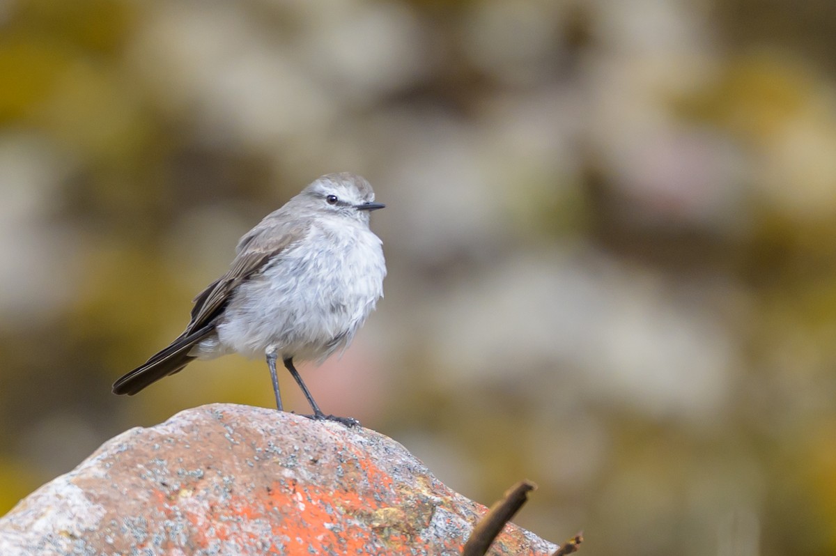 Plain-capped Ground-Tyrant - ML646511276