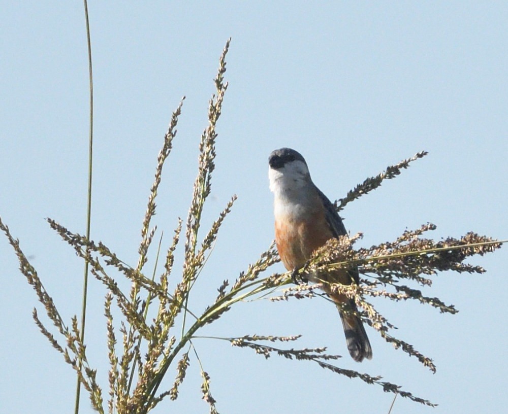 Marsh Seedeater - ML646511285