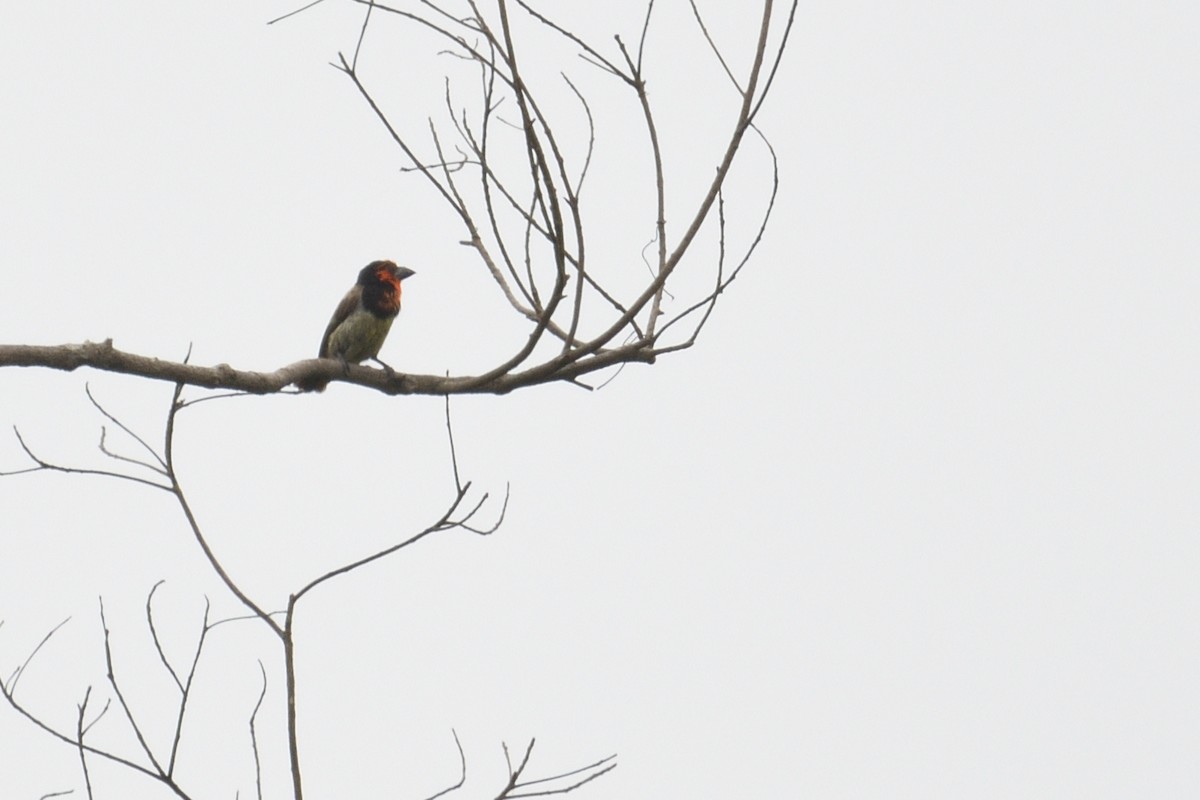 Black-collared Barbet - ML646511293