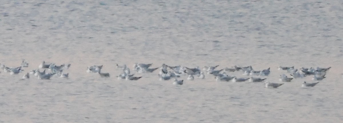 Bonaparte's Gull - ML646511295