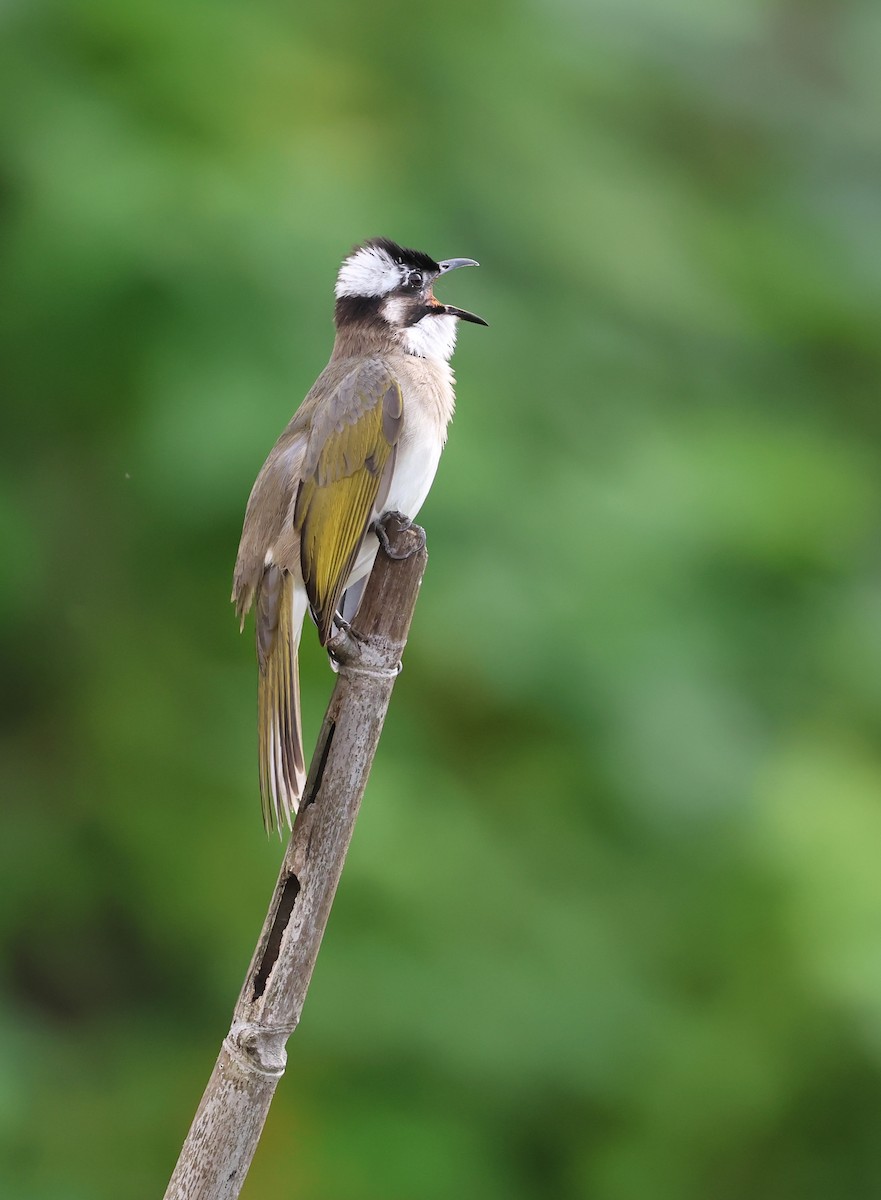 白頭翁 - ML646511312