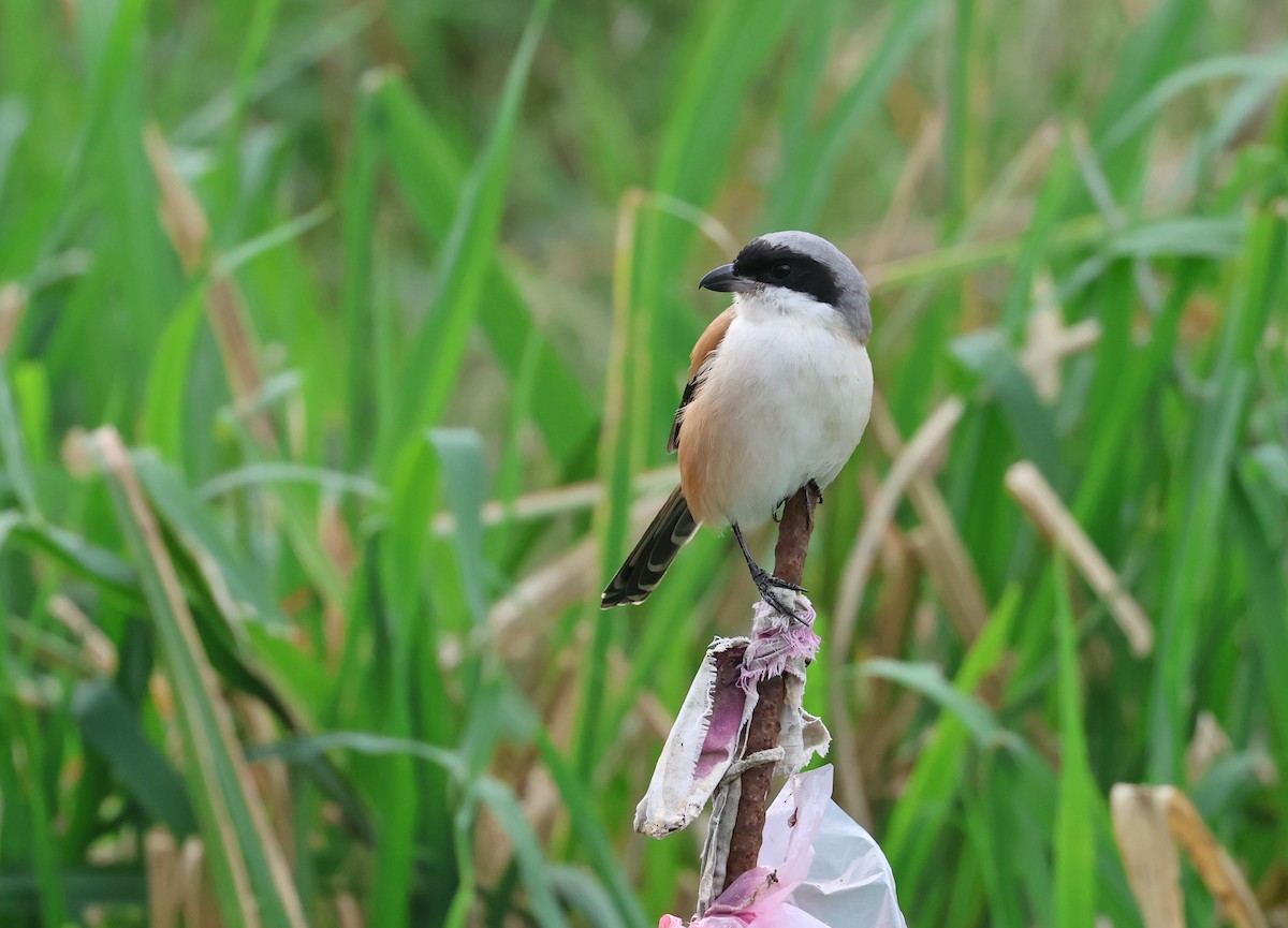 棕背伯勞 - ML646511338