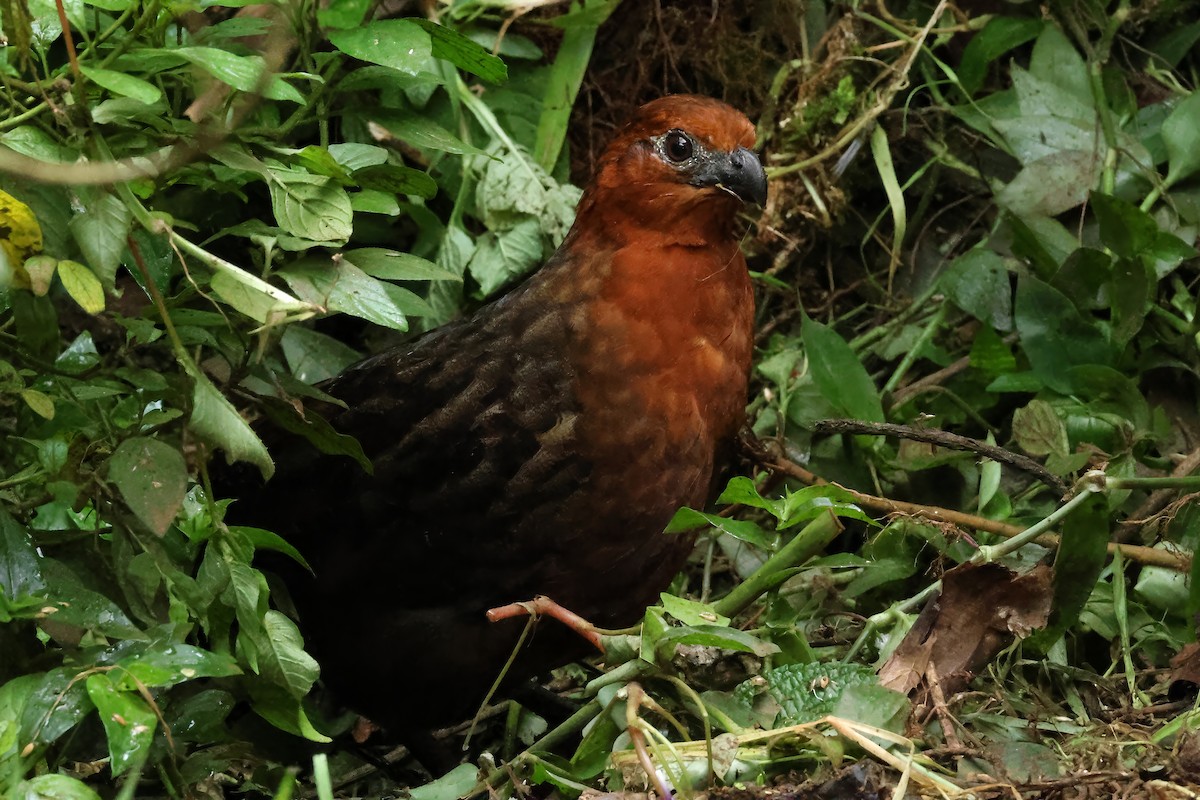 Chestnut Wood-Quail - ML646511339