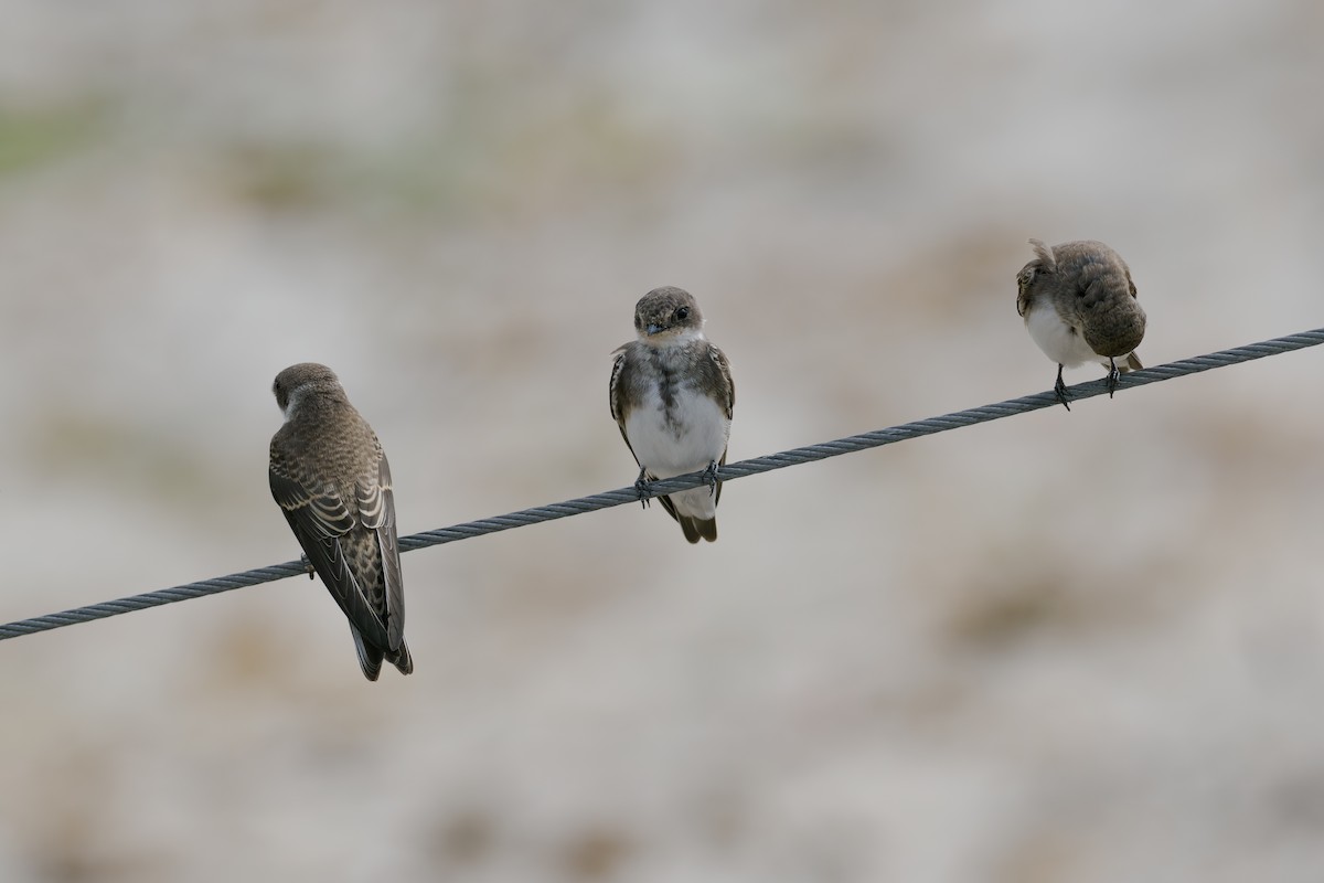 淺灰沙燕 - ML646511342